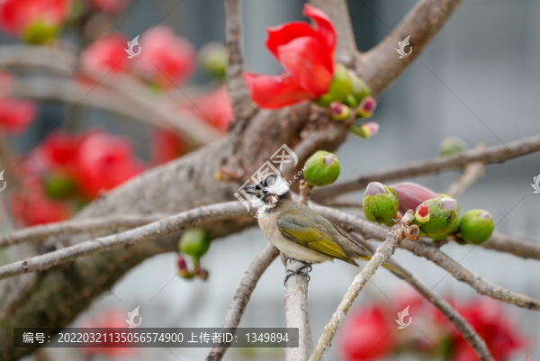 紅綿花