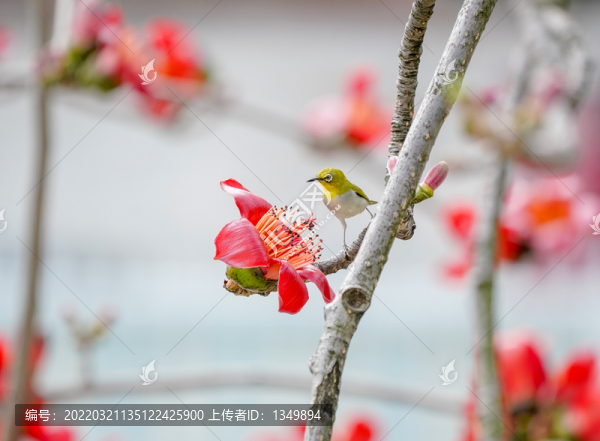 紅綿花