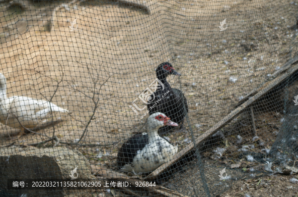 鴨子養(yǎng)殖