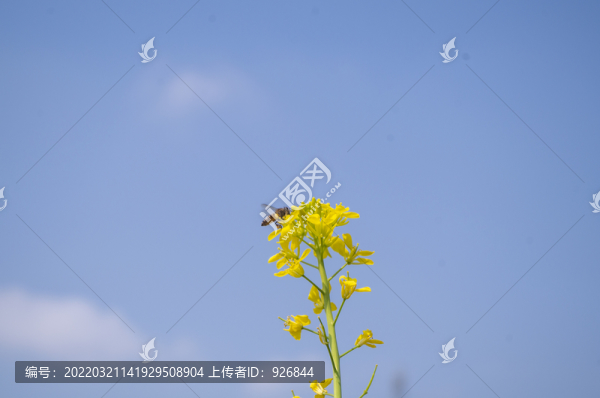 油菜花