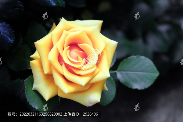 進(jìn)口黃月季花