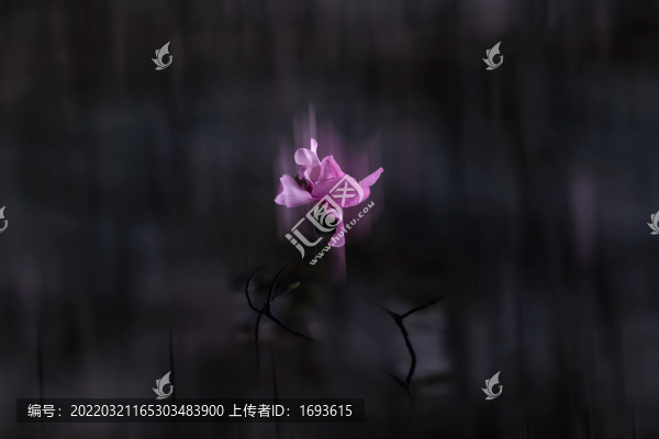 辛荑花