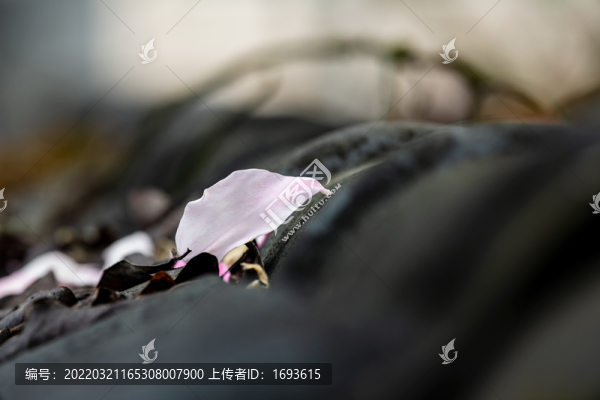 辛荑花