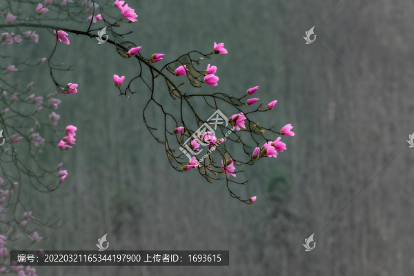 辛荑花