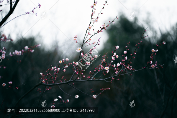 冬天的梅花