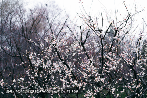 粉白梅花