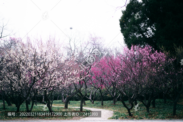 梅花樹林