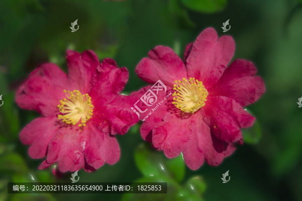 杭州西湖郭莊茶花