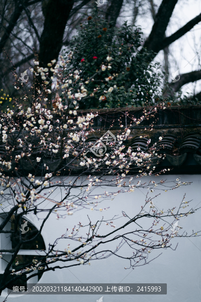 白梅花