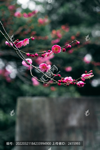 紅梅盛開