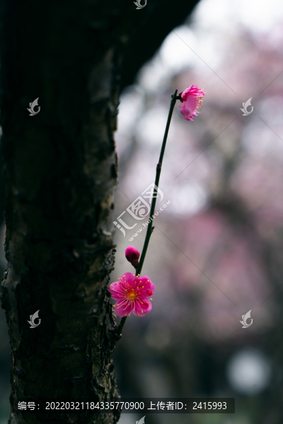 特寫梅花