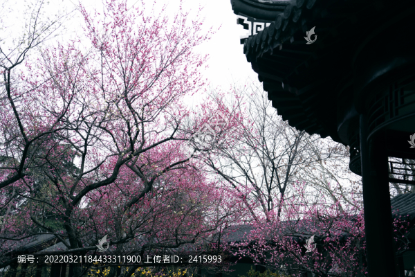 紅梅花