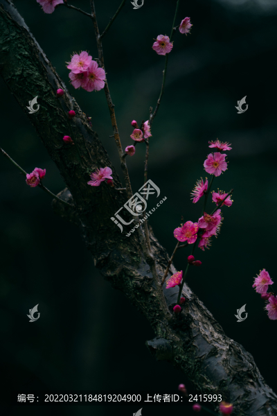 紅梅花