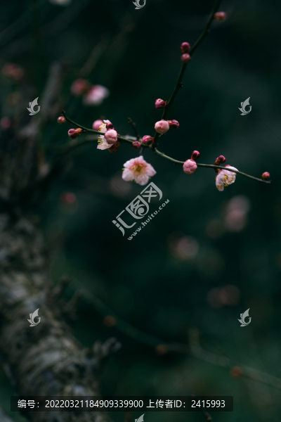 粉紅梅花