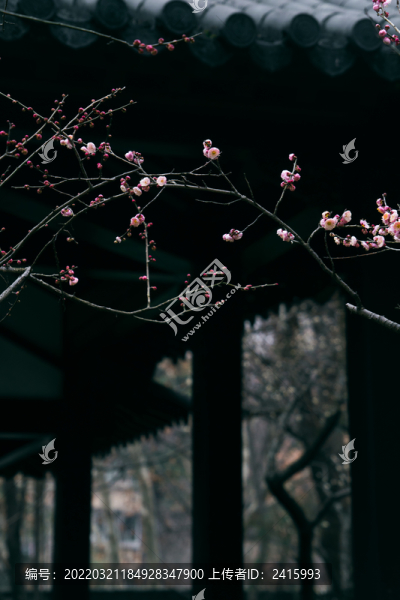 粉梅花