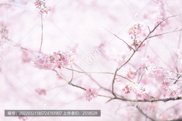 春天粉色櫻花背景素材小清新