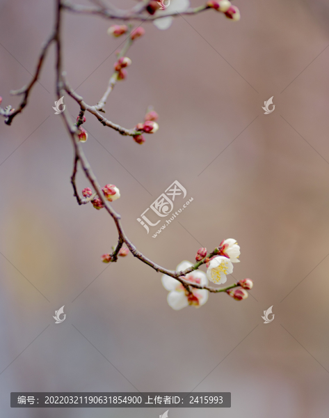 粉色白色梅花