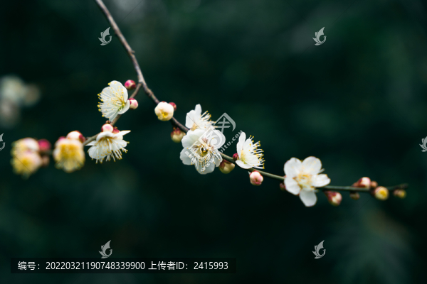 白梅花