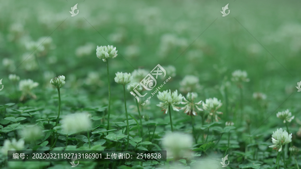 綠色植物背景春天白色小花野花