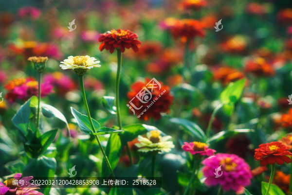 春暖花開雛菊菊花科非洲菊