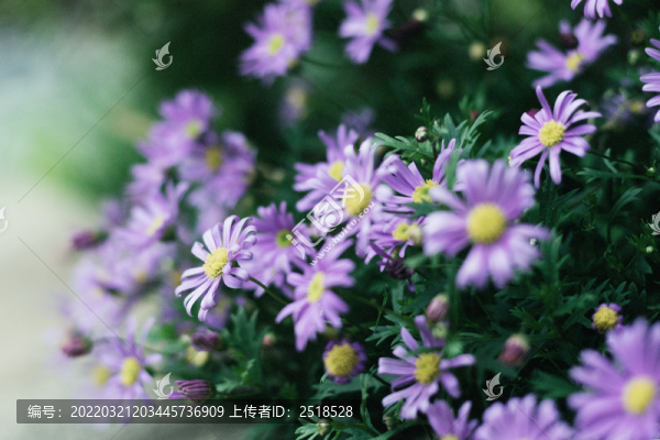 春天戶外紫色夢幻小雛菊花朵