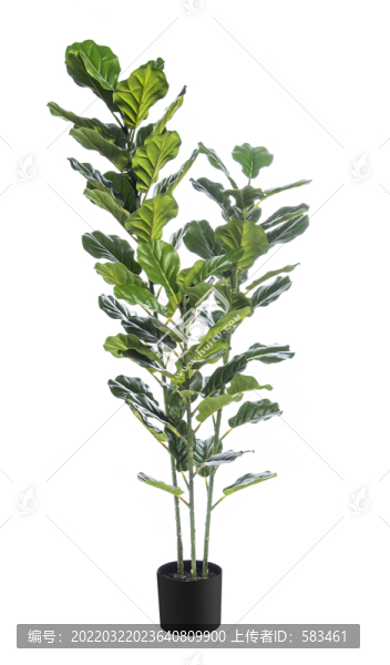 植物花草盆景盆栽