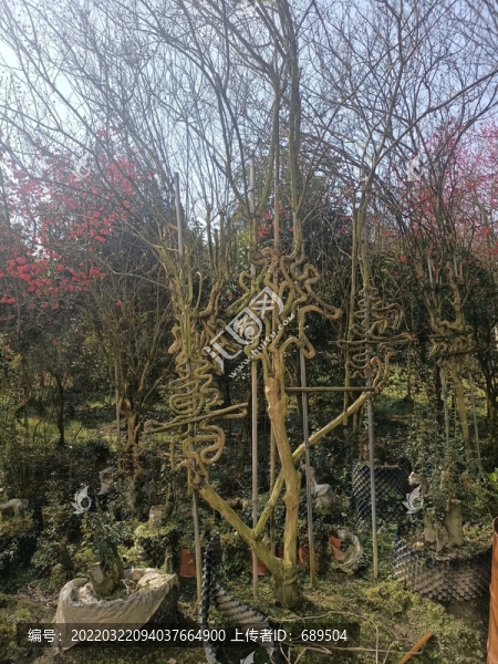 園林景觀盆景