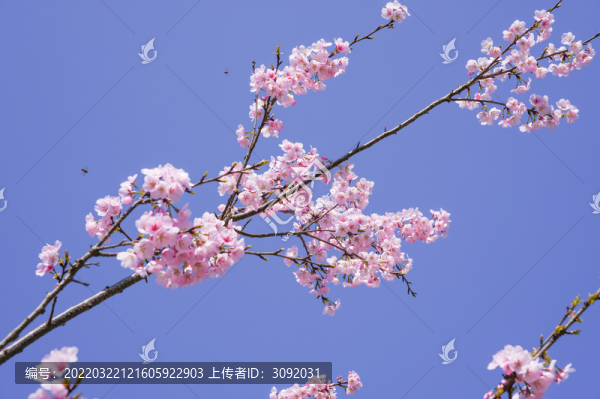 櫻花