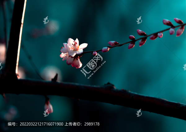 春映桃花