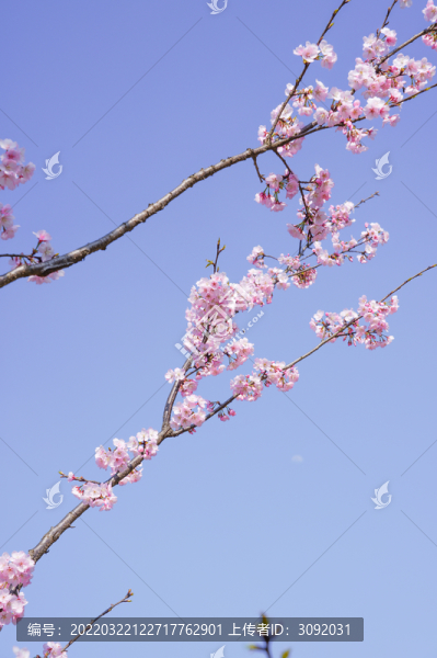 櫻花