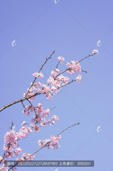 櫻花