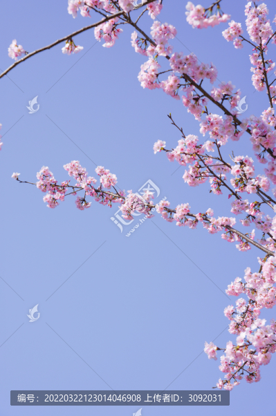 櫻花