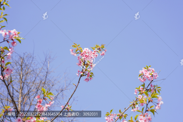 櫻花