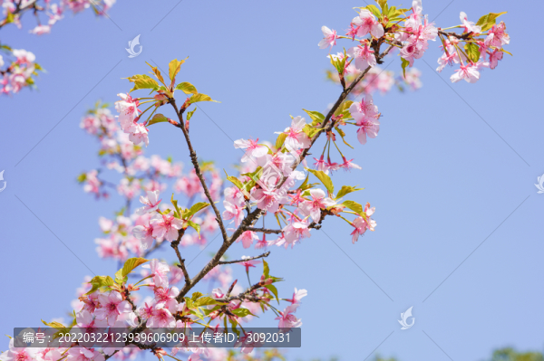 櫻花
