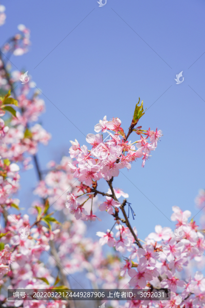 櫻花