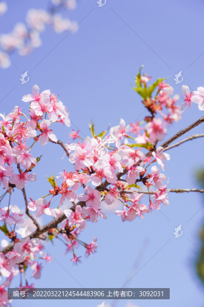 櫻花