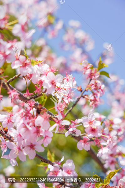 櫻花