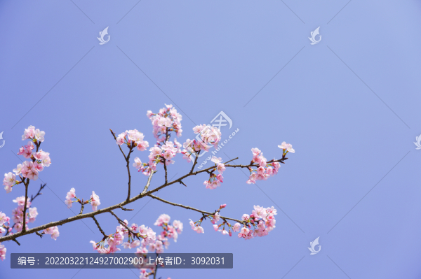 櫻花