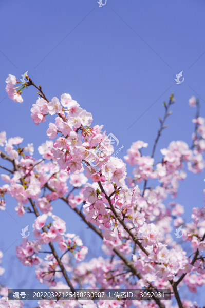 櫻花
