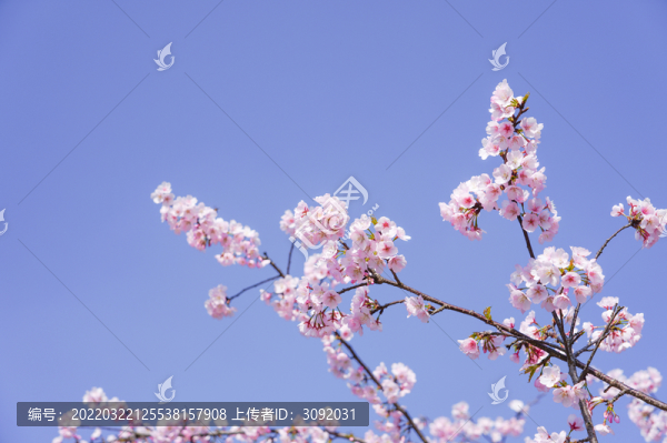 櫻花