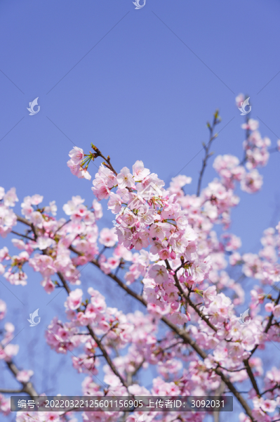 櫻花