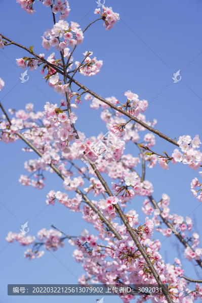 櫻花