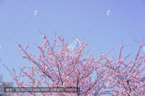 櫻花