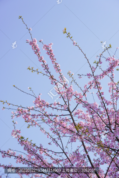 櫻花