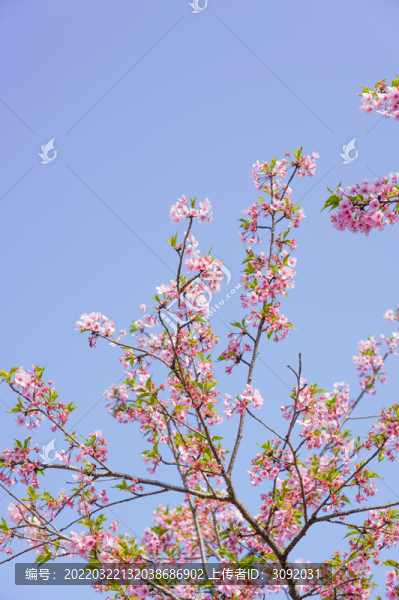 櫻花
