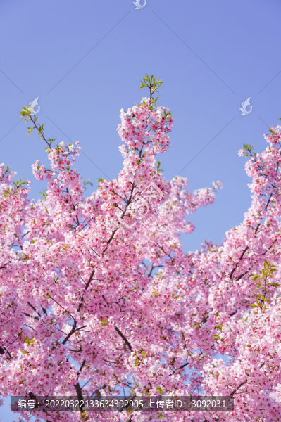 櫻花