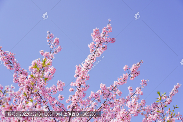 櫻花