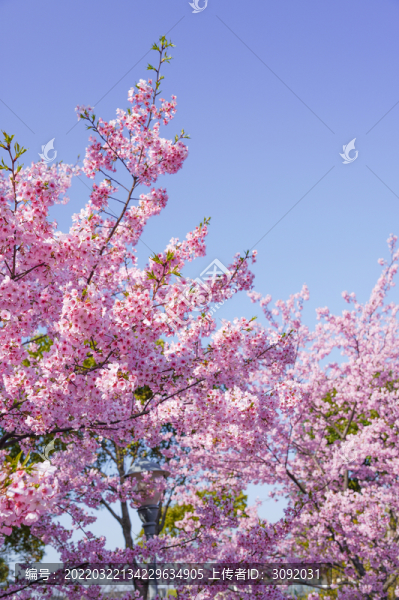 櫻花