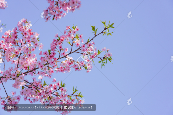 櫻花