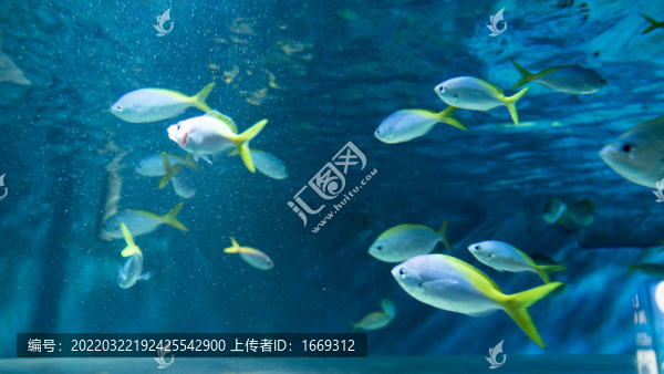 熱帶魚